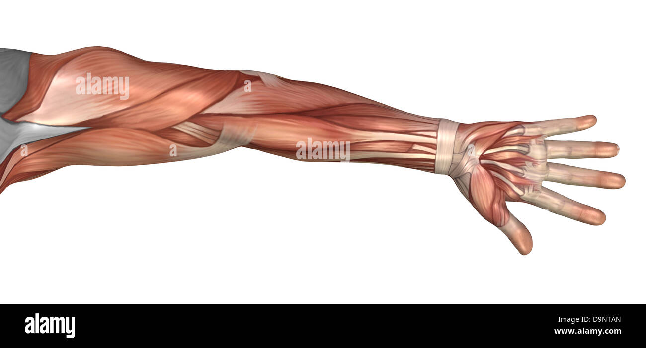 Muskel-Anatomie des menschlichen Armes, Ansicht von ventral. Stockfoto
