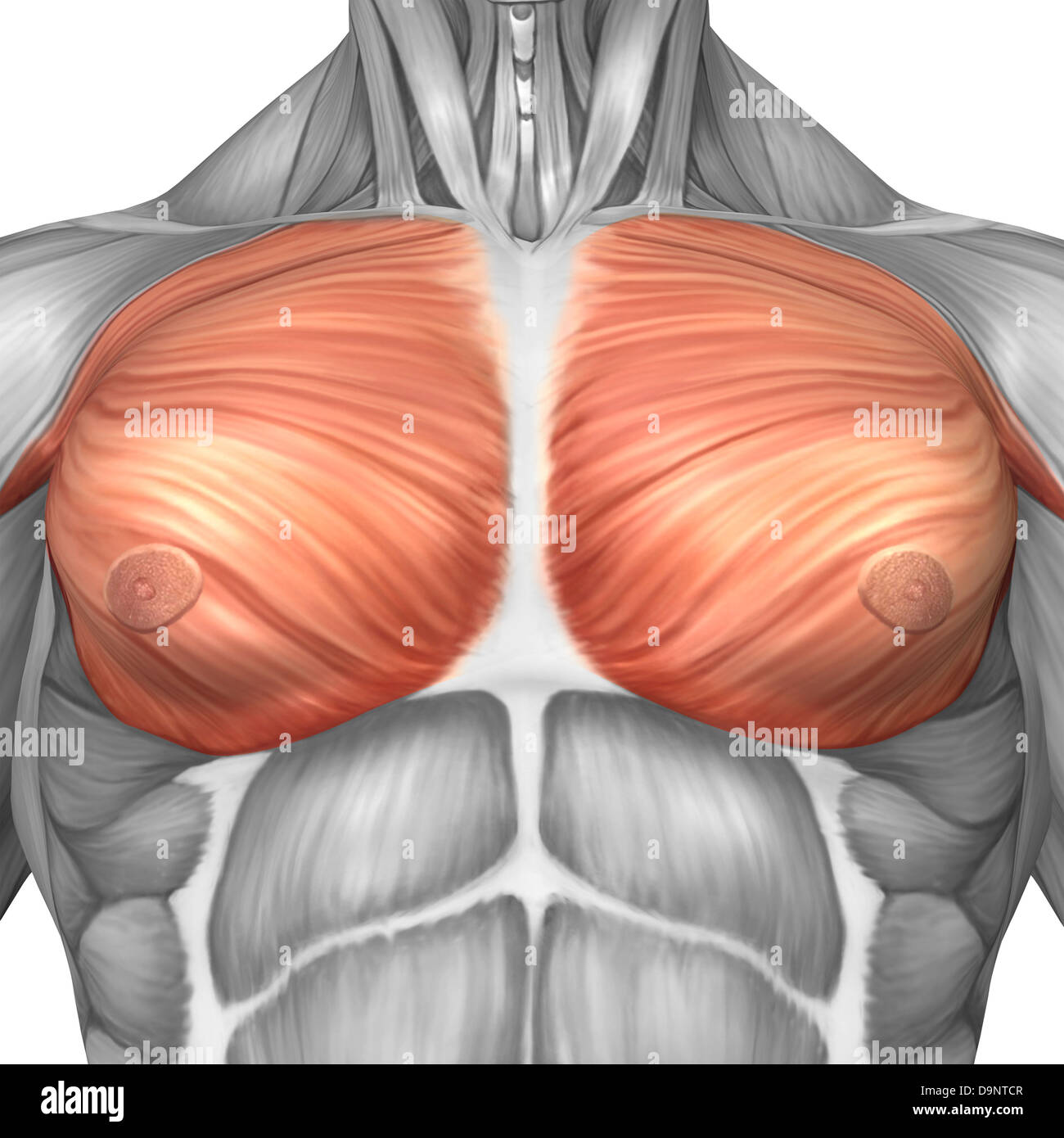 Anatomie des männlichen Brustmuskeln. Stockfoto
