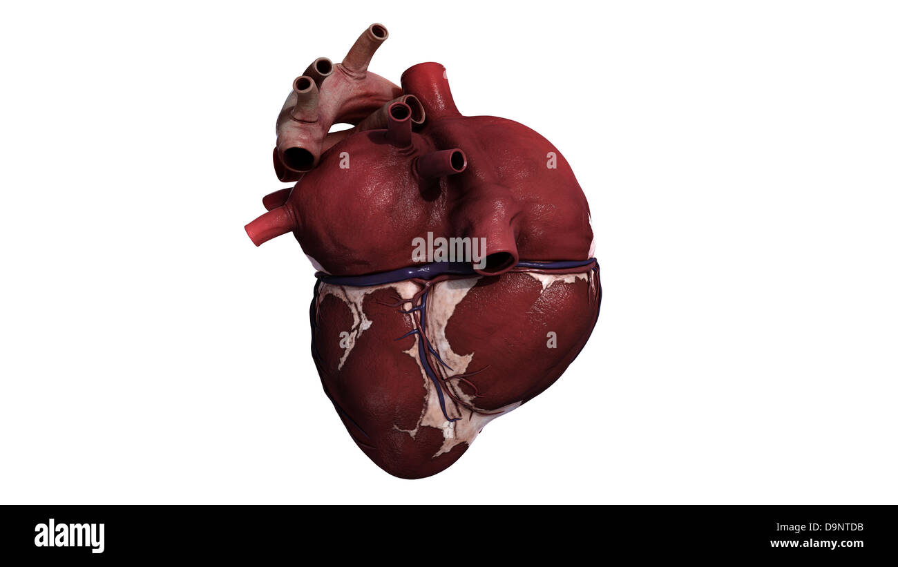 Drei dimensionale Ansicht des menschlichen Herzens, zurück. Stockfoto