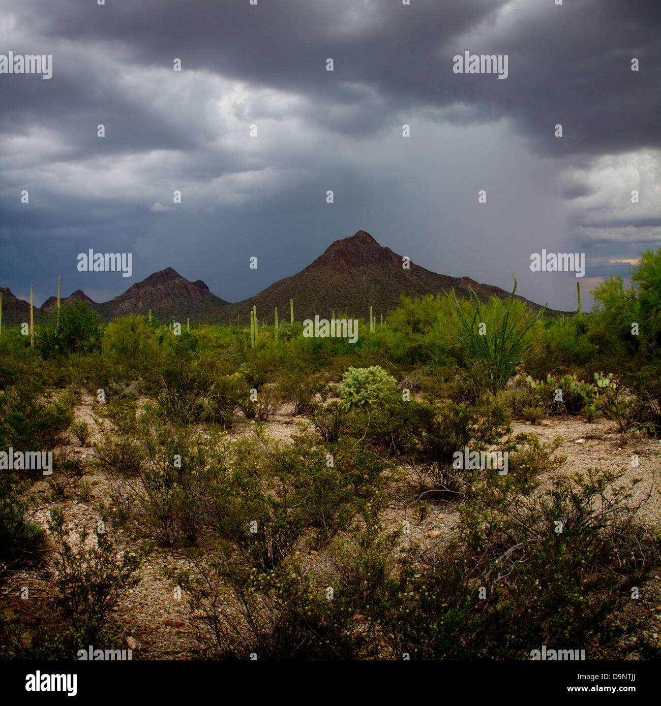 Monsunregen in Tucson Arizona Wüste Stockfoto