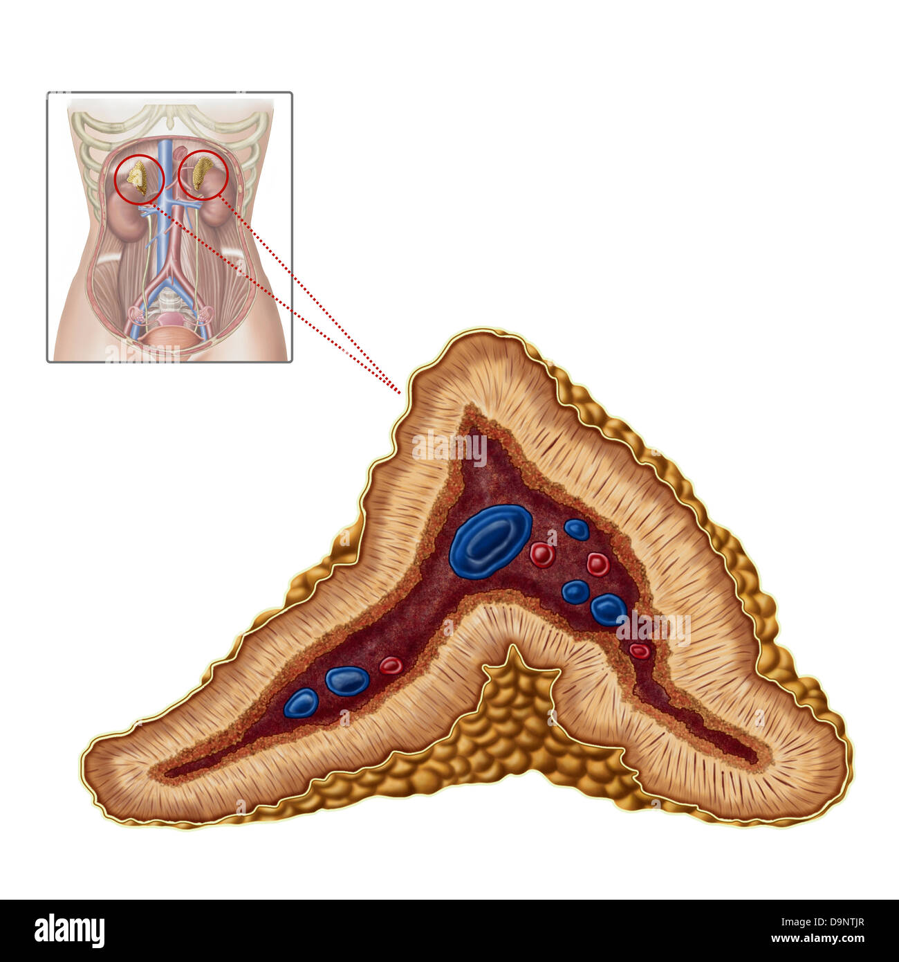 Anatomie der Nebenniere, Querschnitt. Stockfoto