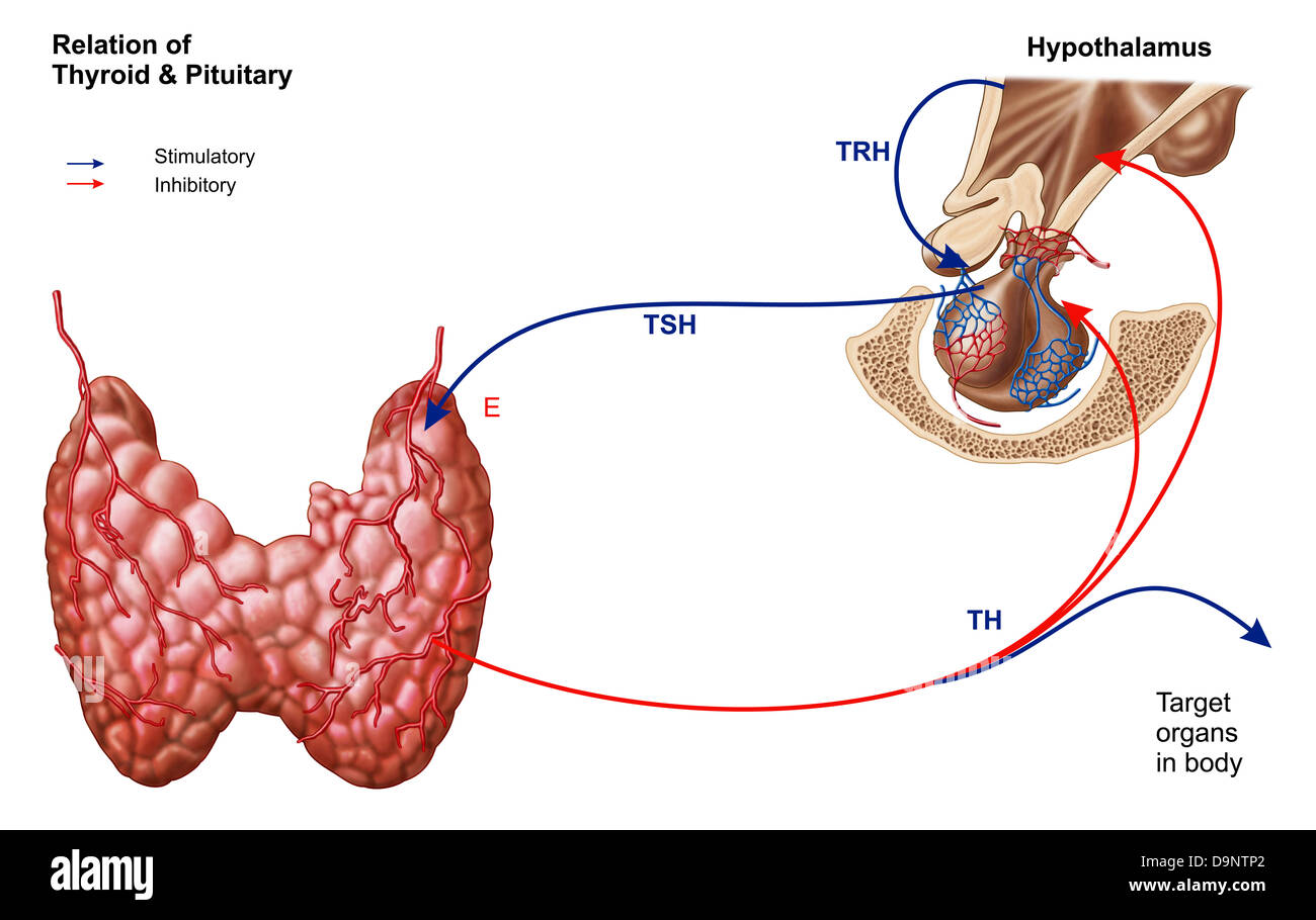 Verhältnis von Schilddrüse und Hypophyse. Stockfoto
