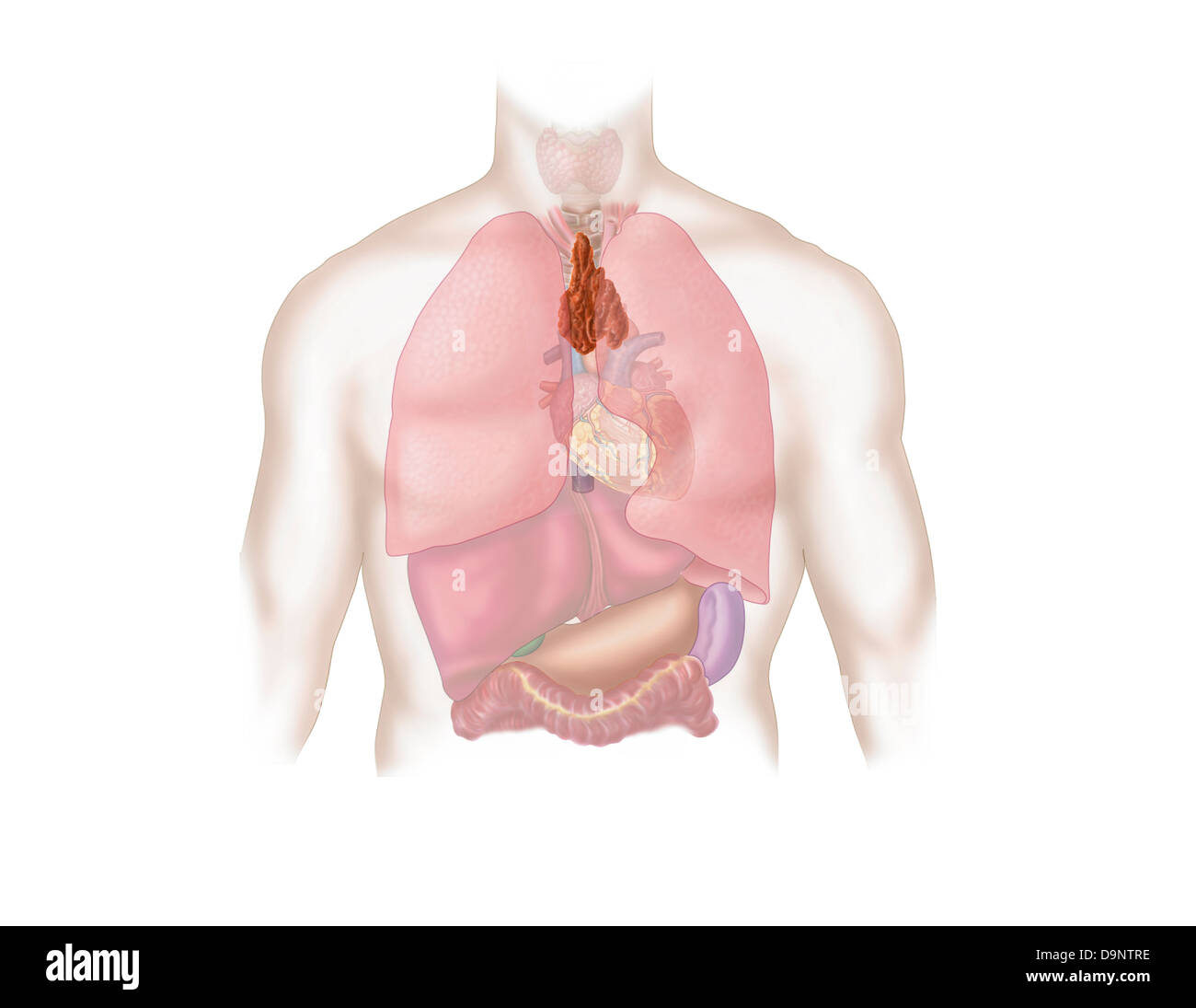 Medizinische Illustration der menschlichen Atemwege und des Verdauungssystems. Stockfoto