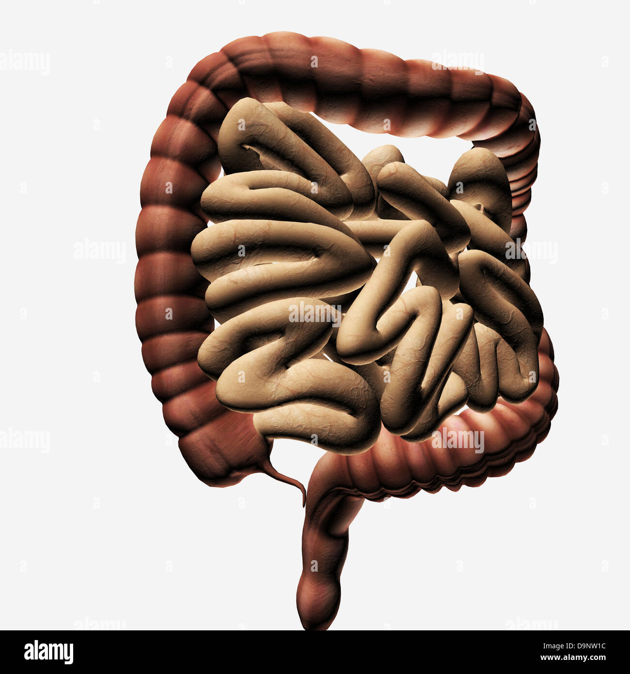 Medizinische Illustration der Dickdarm und Dünndarm, drei dimensionale Darstellung. Stockfoto