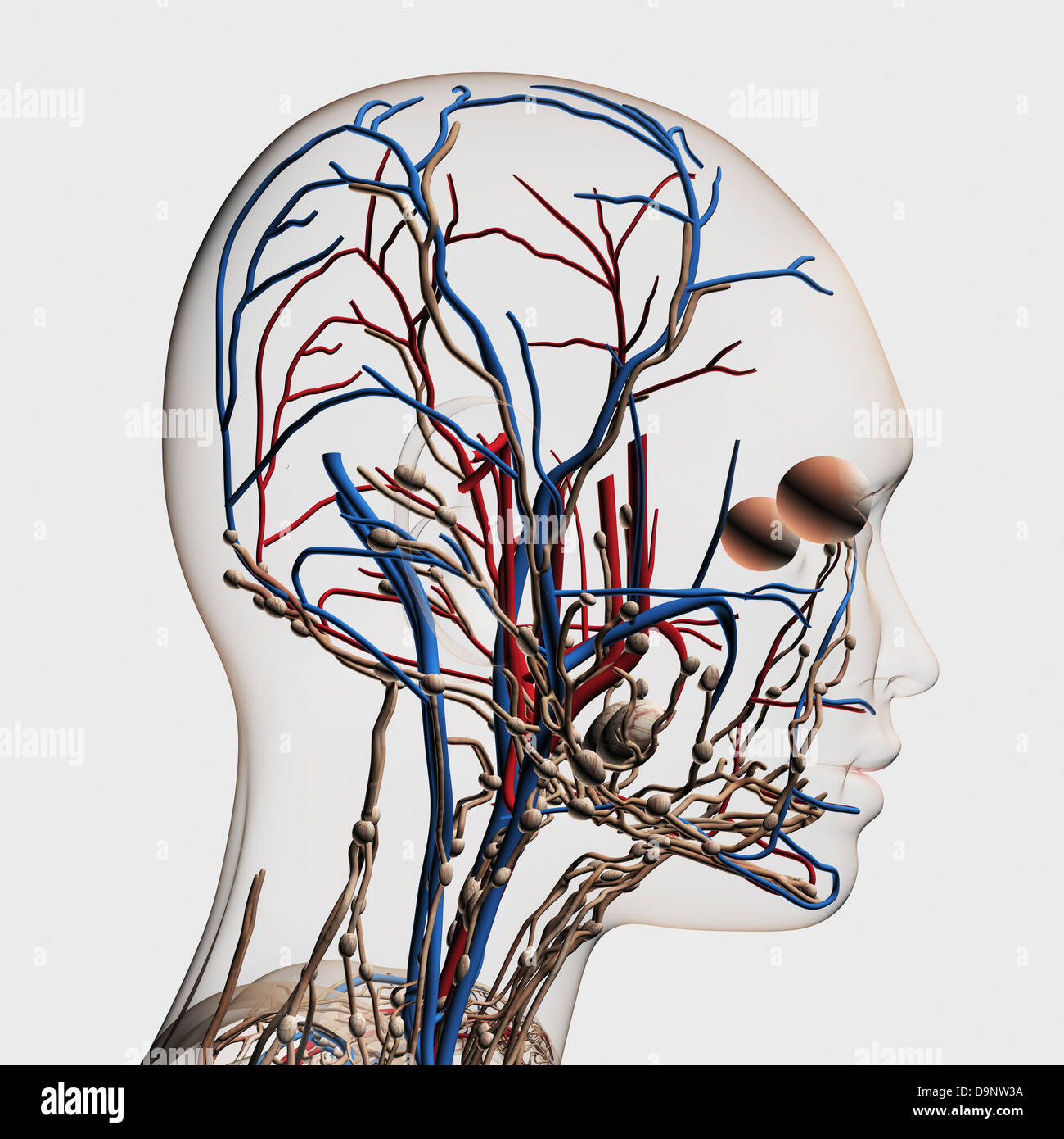 Medizinische Illustration der Kopf Arterien, Venen und Lymphsystem, Seitenansicht. Stockfoto