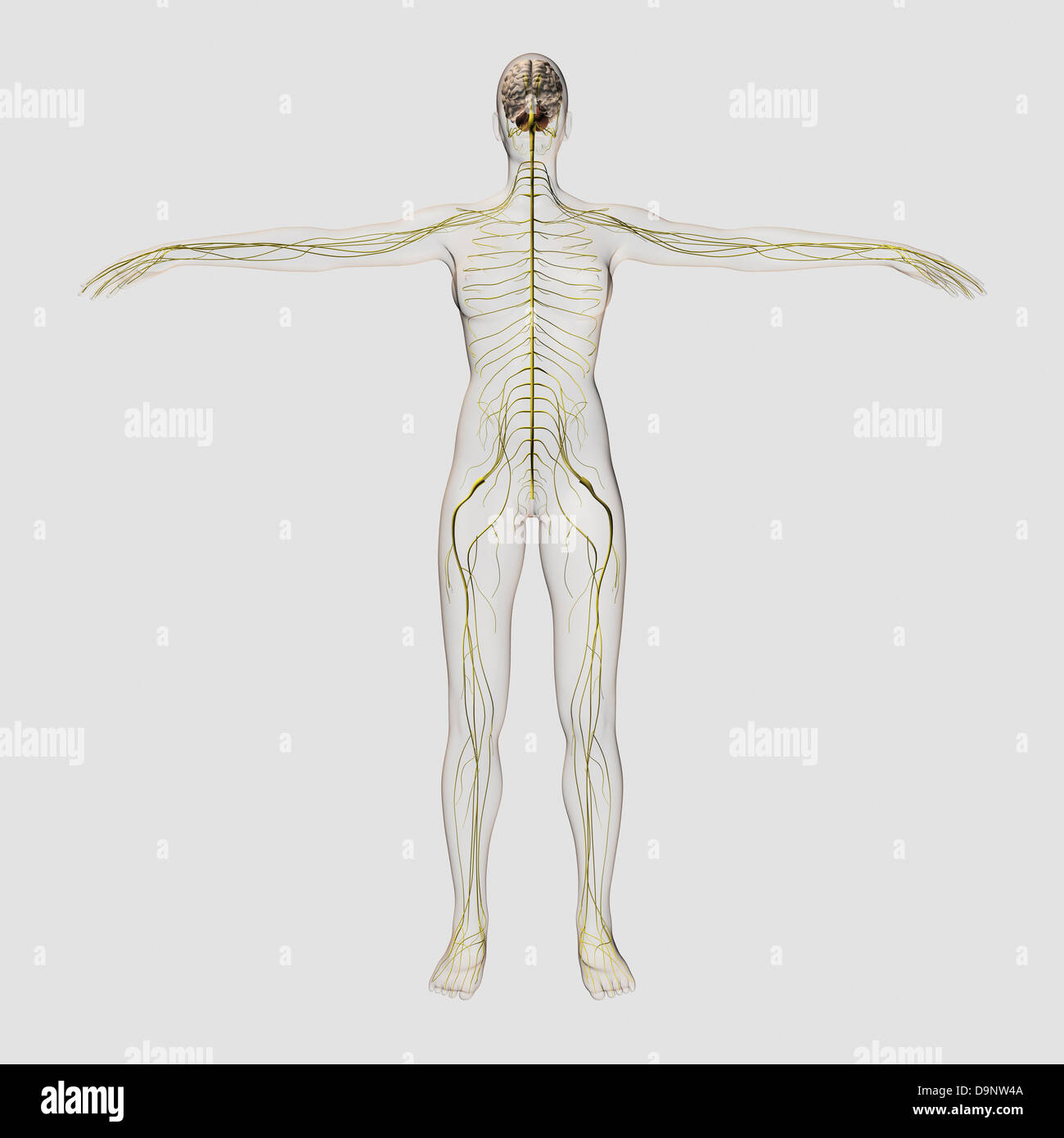 Medizinische Illustration des menschlichen Nervensystem und Gehirn, volle frontale Ansicht. Stockfoto