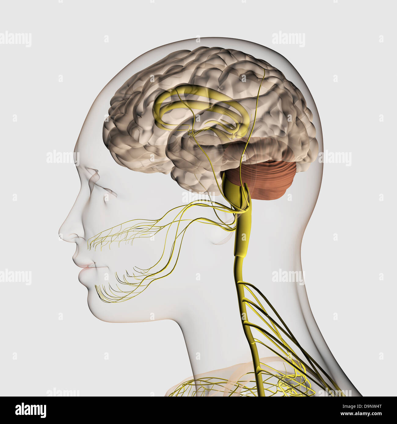 Medizinische Illustration des menschlichen Nervensystems und des Gehirns, close-up. Stockfoto