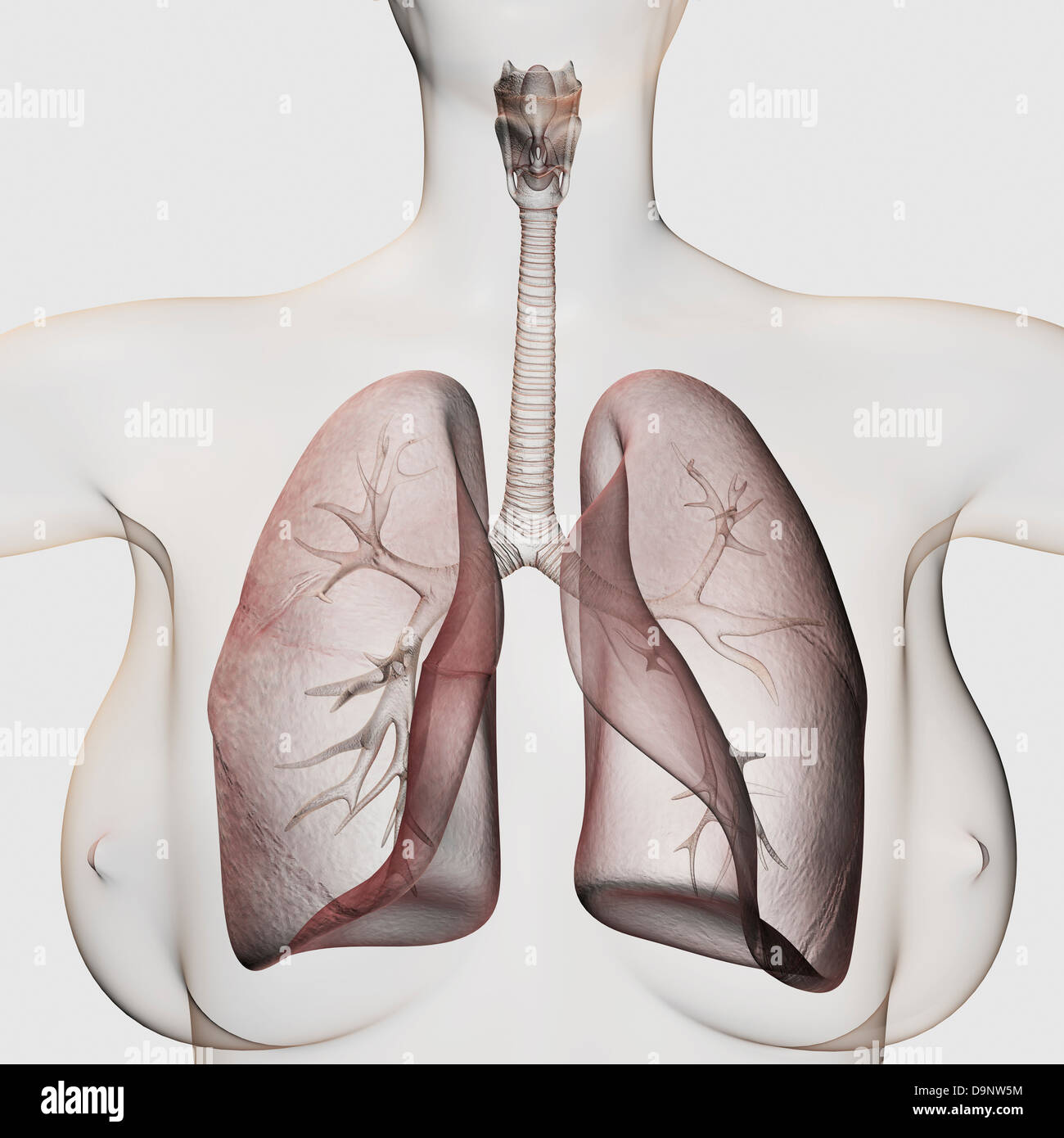 Drei dimensionale Ansicht des weiblichen respiratorischen Systems, close-up. Stockfoto