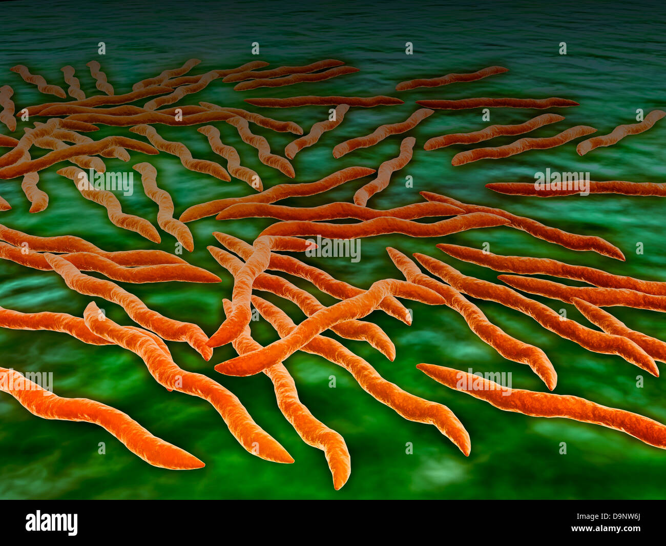 Mikroskopische Ansicht einer Gruppe von Borrelia Burgdorferi-Bakterium. Stockfoto