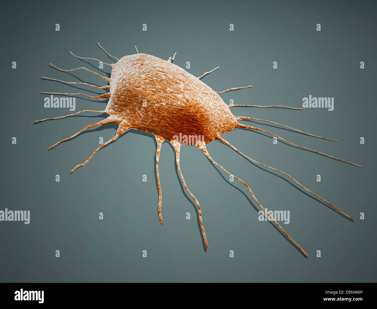 Isolierte Krebszelle Makrophagen. Stockfoto