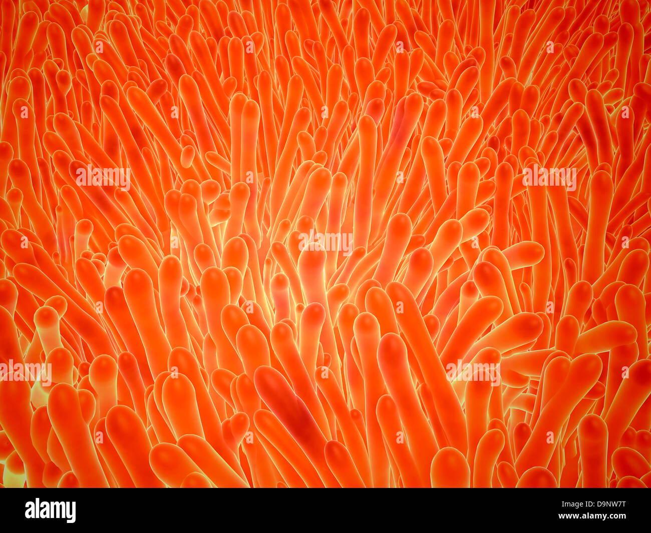 Mikroskopische Ansicht der Darmzotten, die innerhalb des Dünndarms gefunden werden kann. Stockfoto