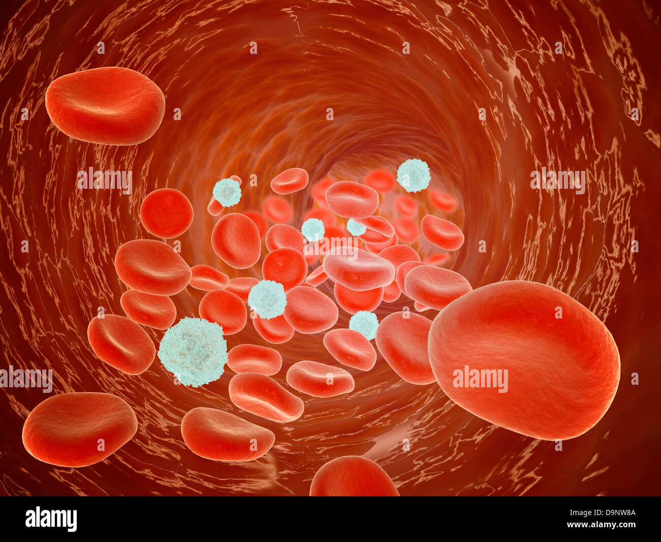 Roten Blutkörperchen fließen in die Arterie. Stockfoto