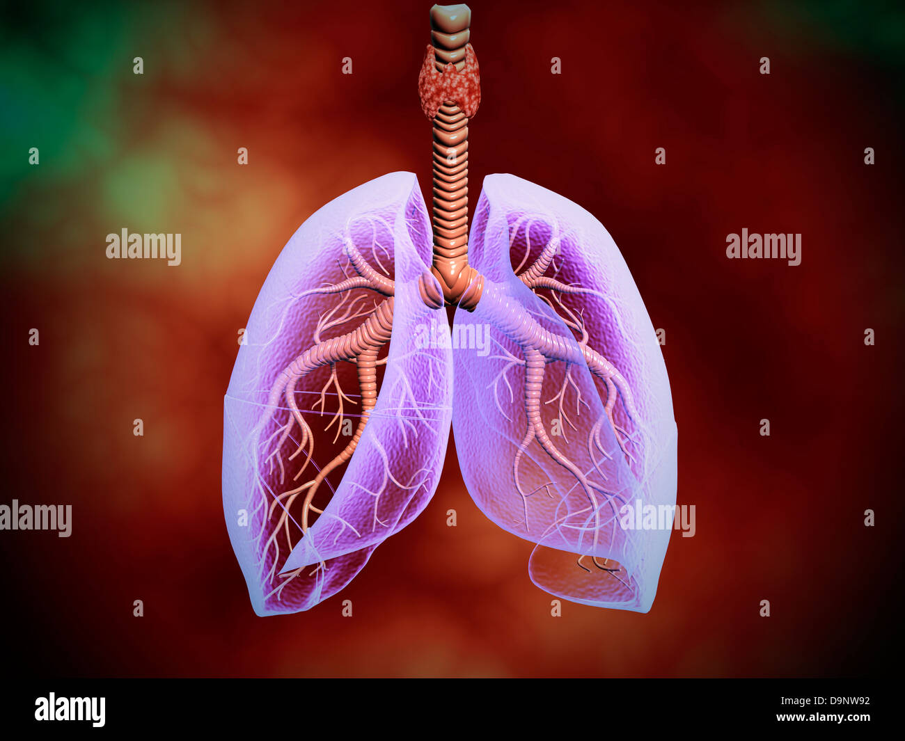 Darstellung der Luftröhre mit Lunge, Transparenz aussehen. Stockfoto