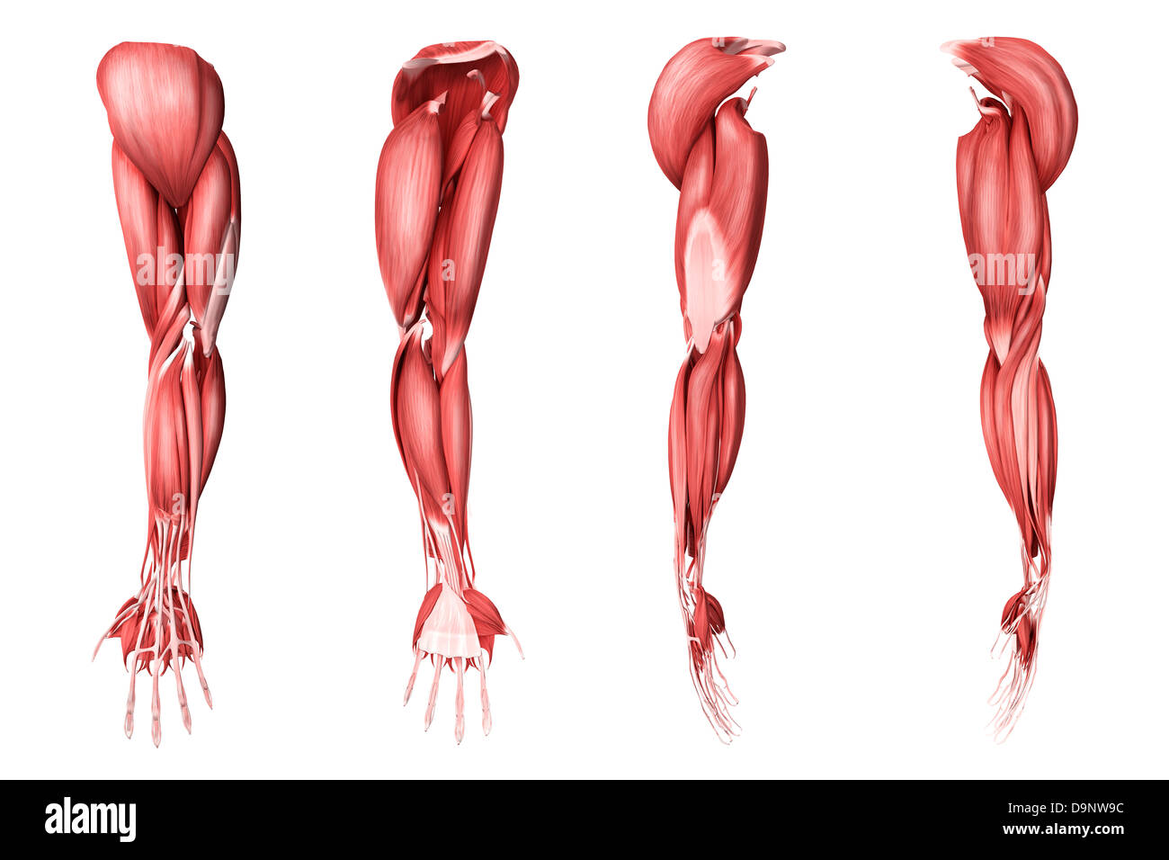 Medizinische Illustration der menschlichen Armmuskeln, vier Seitenansichten. Stockfoto