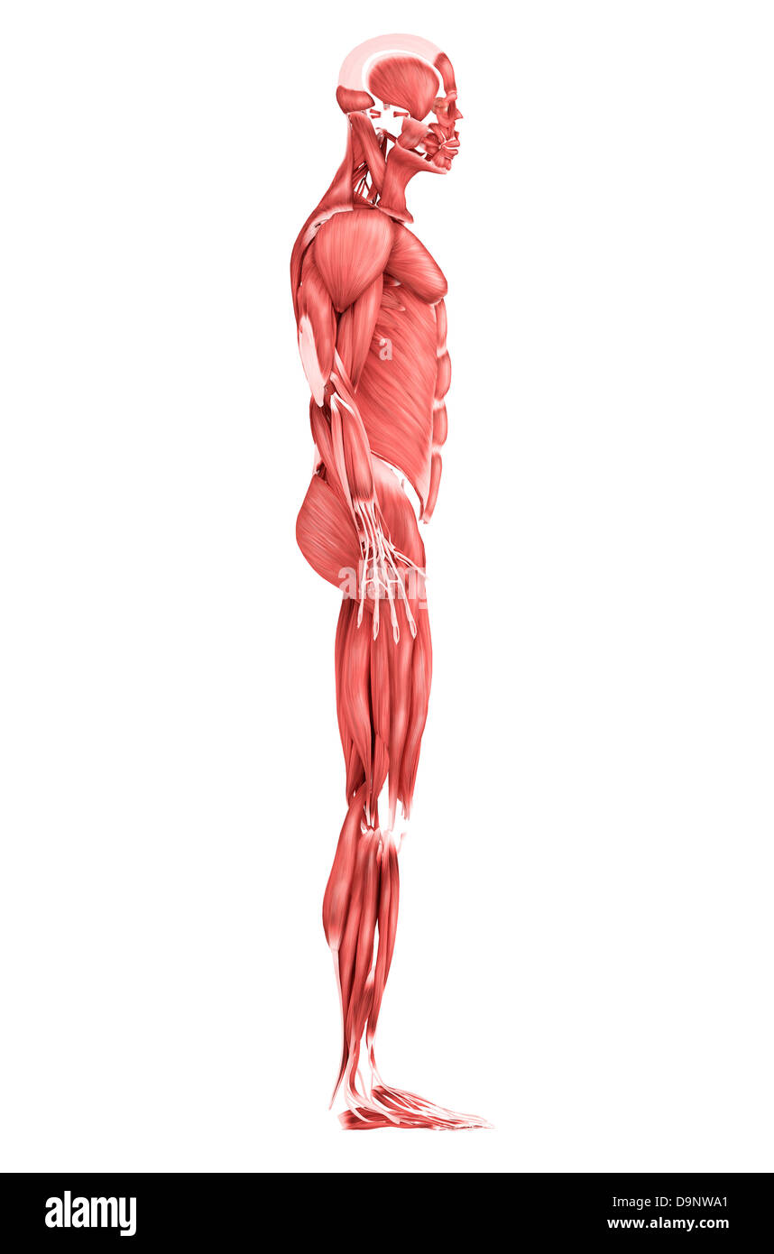 Medizinische Illustration der männliche Muskulatur, Seitenansicht. Stockfoto
