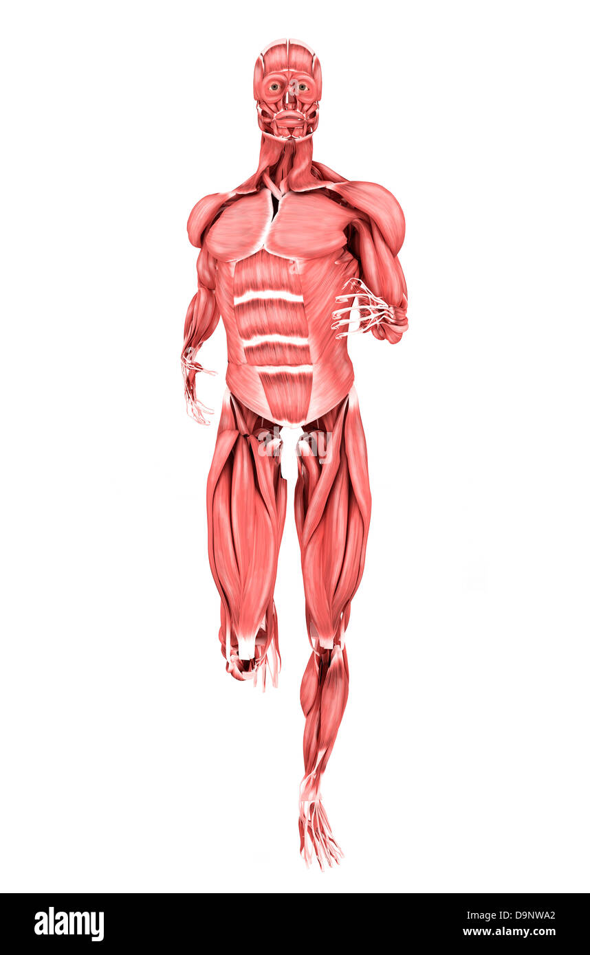 Medizinische Illustration der männlichen Muskeln ausgeführt, Vorderansicht. Stockfoto