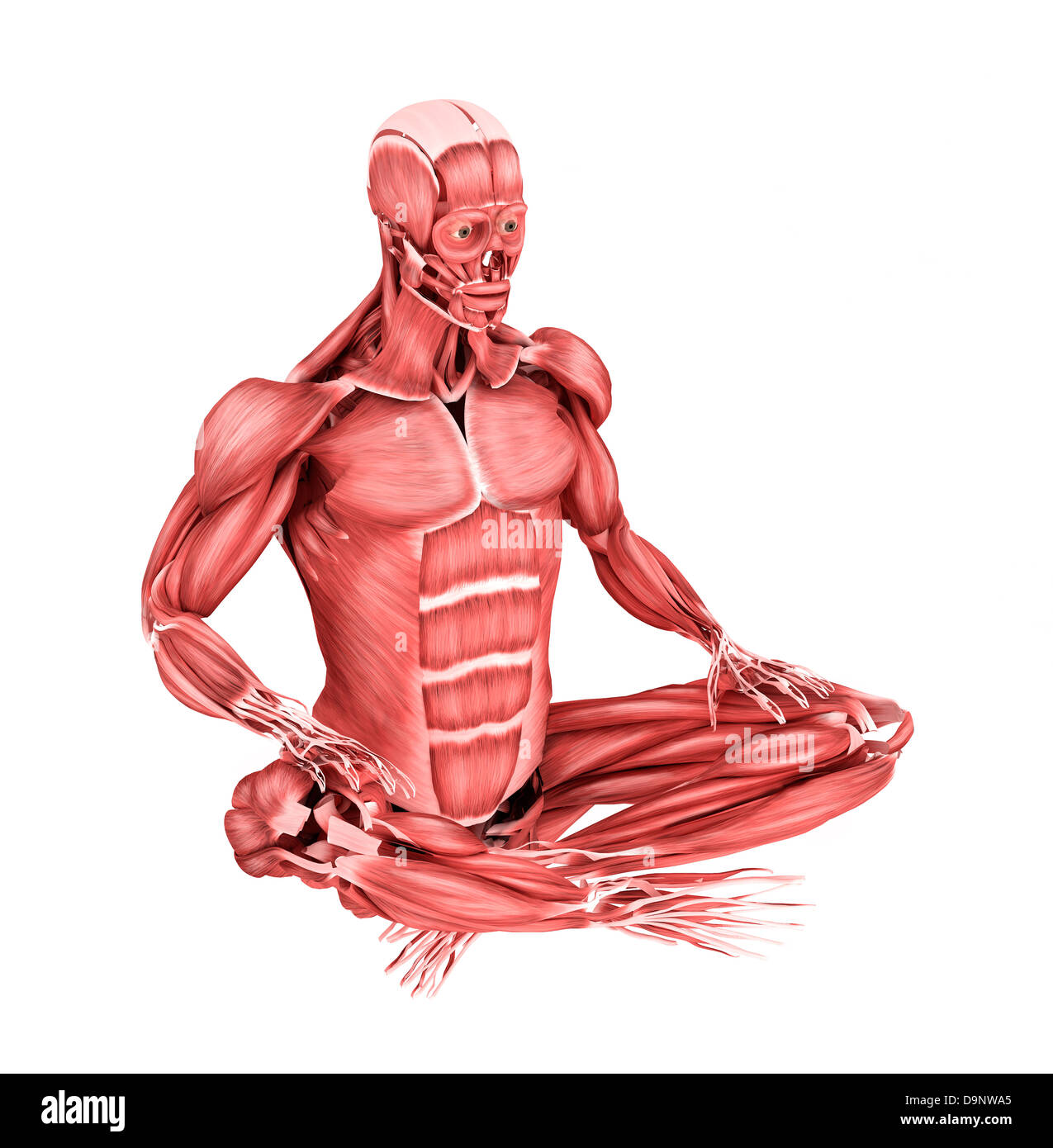Medizinische Illustration der männlichen Muskeln in einer sitzenden Position, perspektivische Ansicht. Stockfoto