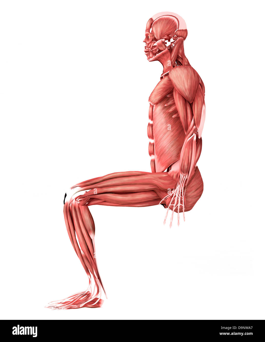 Medizinische Illustration der männlichen Muskeln in einer sitzenden Position, Seitenansicht. Stockfoto