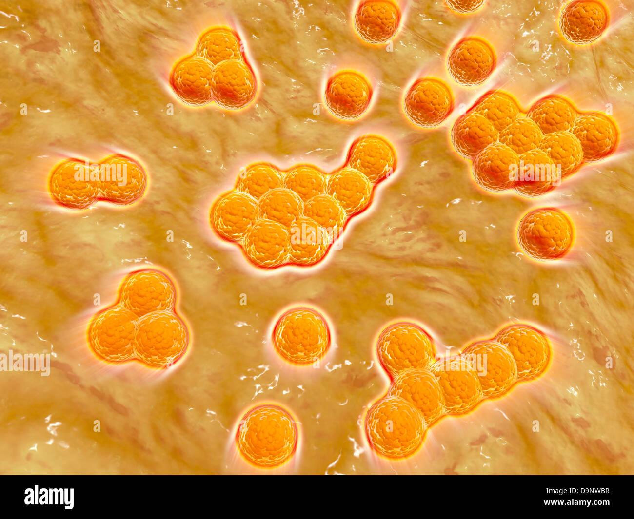 Mikroskopische Ansicht von Methicillin-resistenten Staphylococcus Aureus. Stockfoto