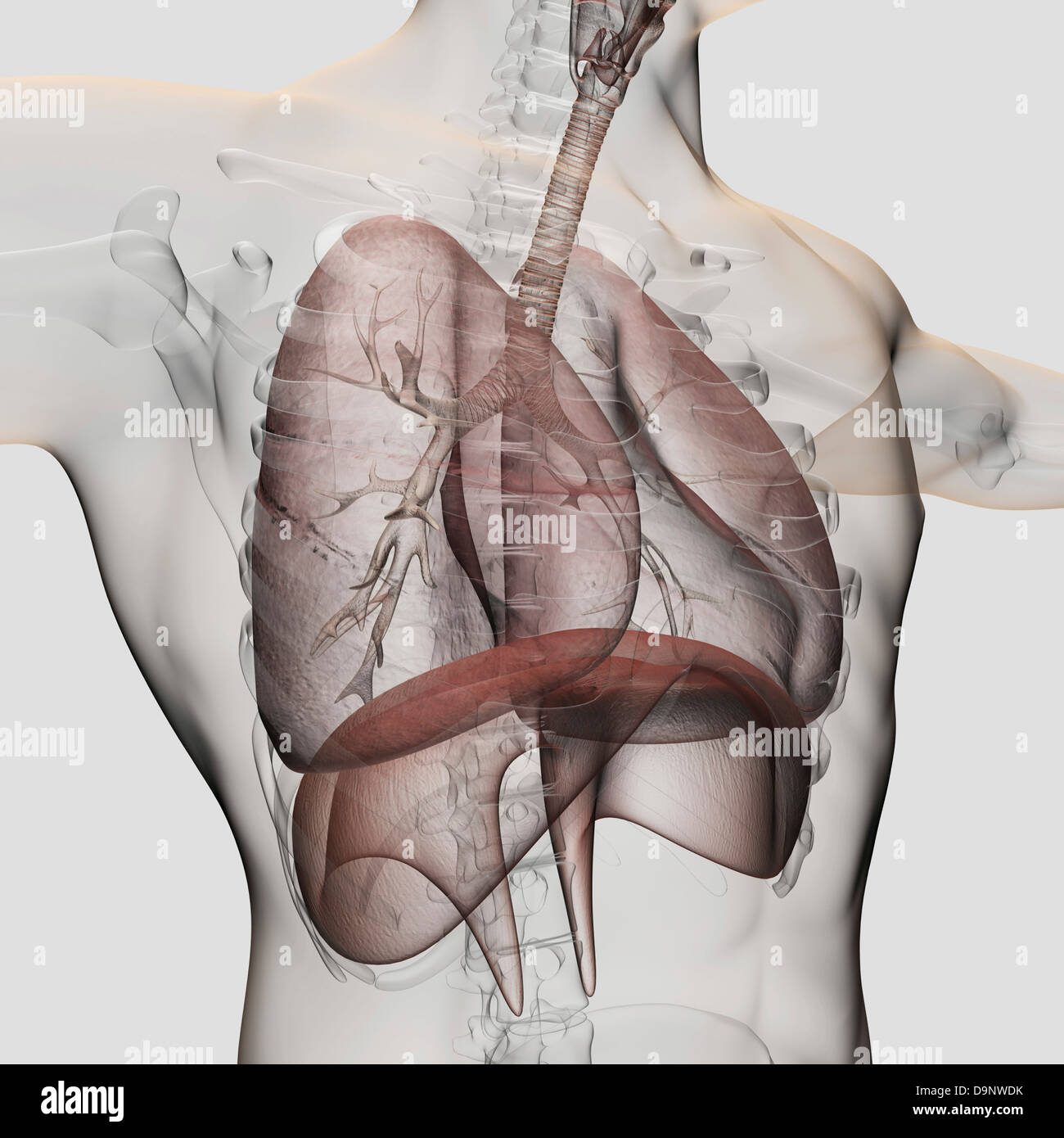 Drei dimensionale Ansicht des männlichen respiratorischen Systems, close-up. Stockfoto