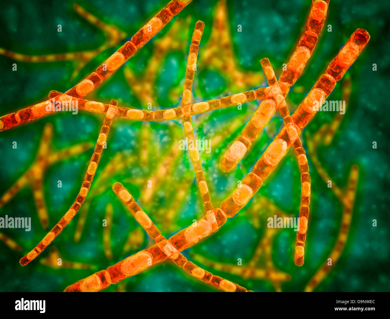 Mikroskopische Ansicht von Anthrax. Stockfoto