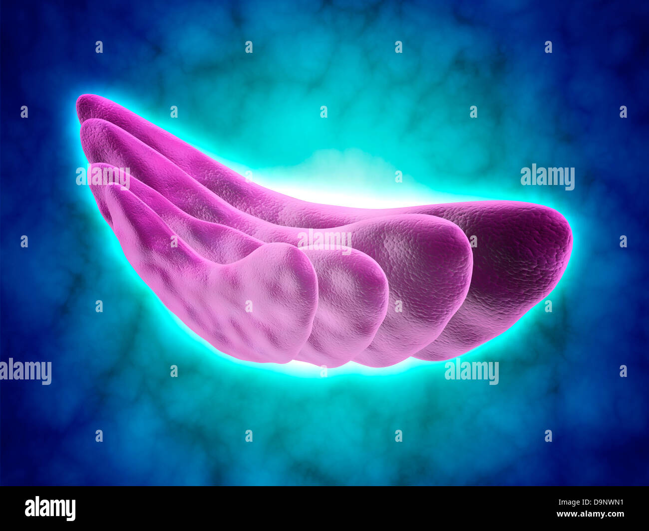 Konzeptbild des Golgi Apparates. Der Golgi-Apparat ist ein Organell in meisten eukaryotischen Zellen gefunden. Stockfoto