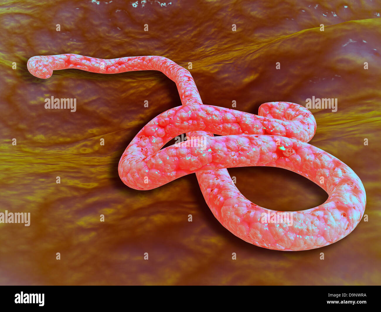 Mikroskopische Ansicht des Ebola-Virus. Stockfoto