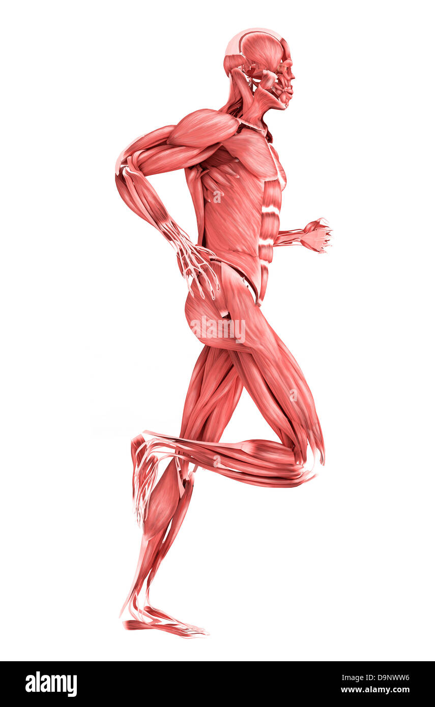 Medizinische Illustration der männlichen Muskeln ausgeführt, Seitenansicht. Stockfoto