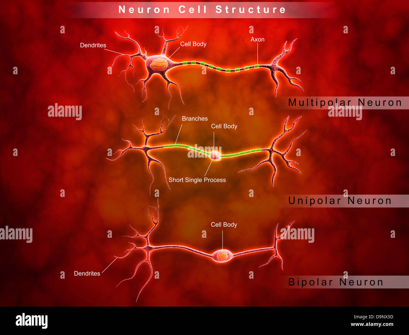 Anatomie-Struktur der Neuronen. Stockfoto