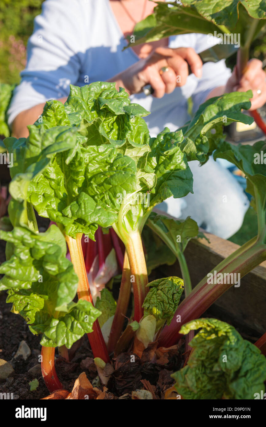 Rhabarber pflücken im Garten Stockfoto