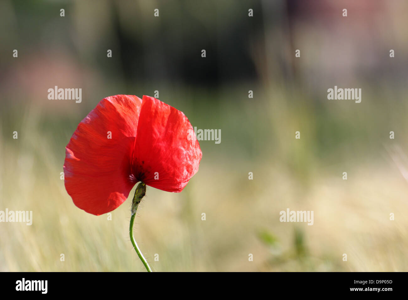 wilde rote Mohnblume wächst in der Nähe eines Maisfeldes verschwommen im Hintergrund Stockfoto