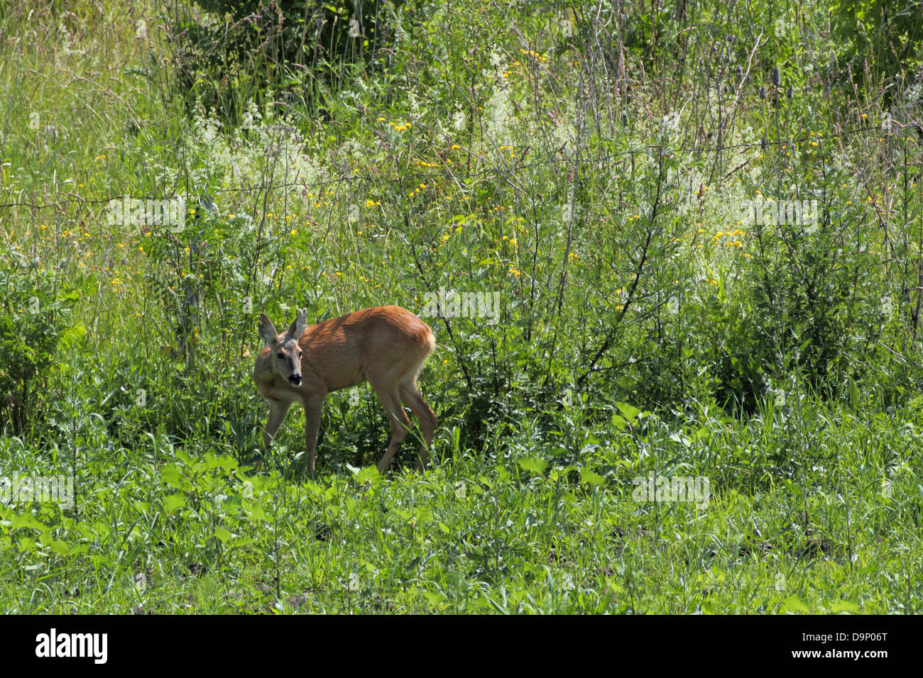 wilde Rehe Doe (weibliche Capreolus) stehen in dem großen Rasen von Eatly Sommer Stockfoto