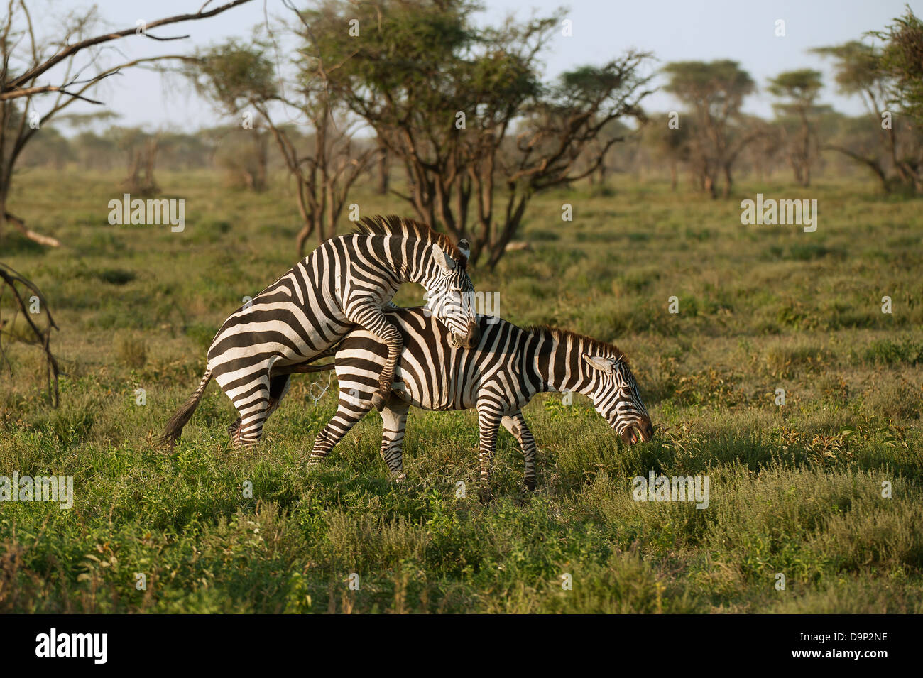 Zebras, Paarung, Serengeti, Tansania Stockfoto
