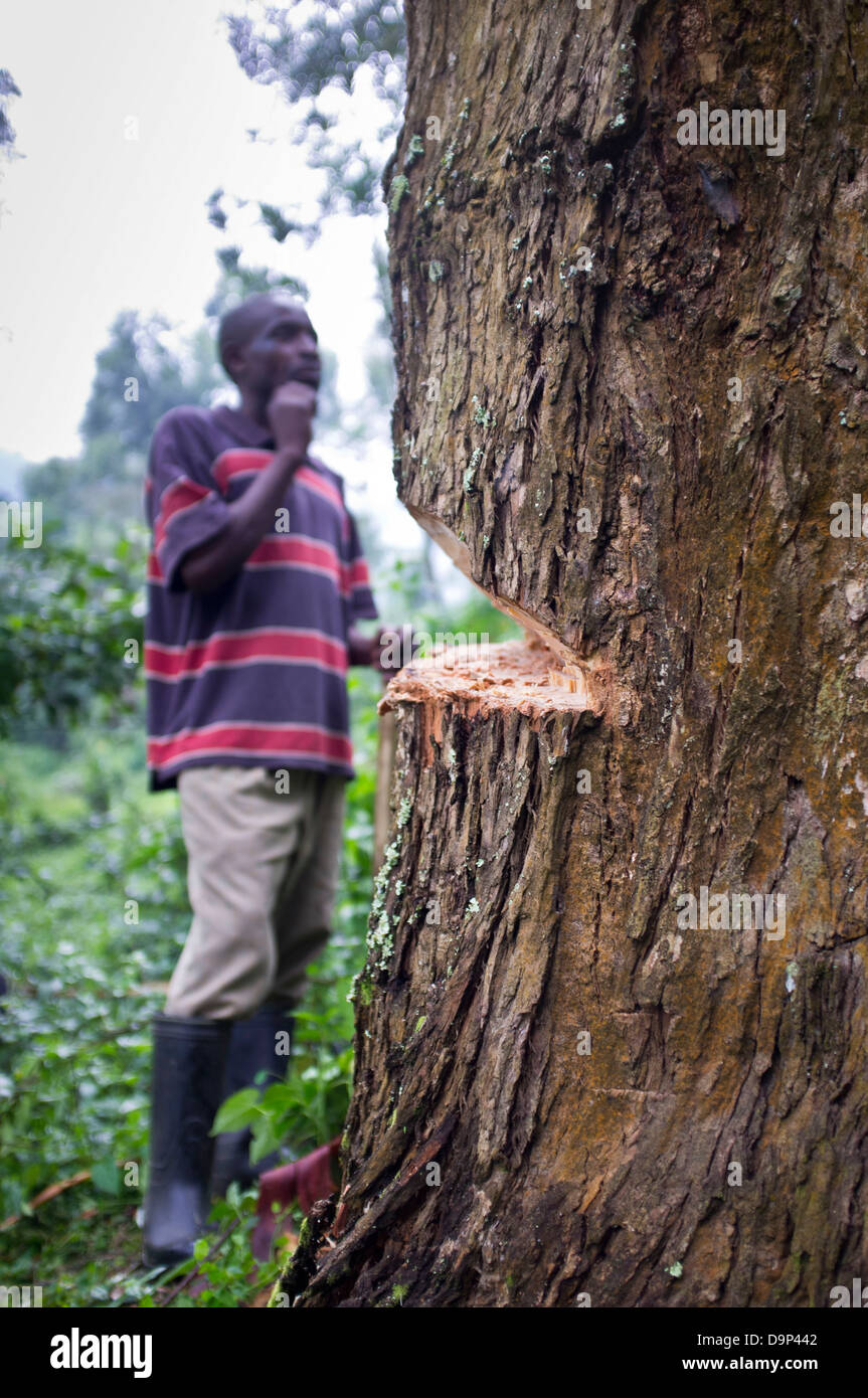 Mann aus Buhoma am Rande des Bwindi undurchdringlichen Wald, Uganda einen Baum von hand Abholzen. Stockfoto