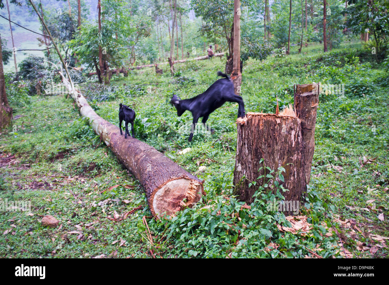 Ziegen spielen in Bwindi undurchdringlichen Wald, Uganda neben einem gefällten Baum. Stockfoto
