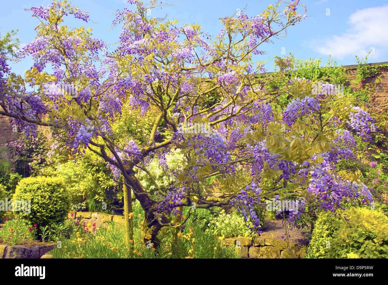 Nahaufnahme von cascading lila Wisteria Sinensis (Glycin) im Sommergarten. Stockfoto