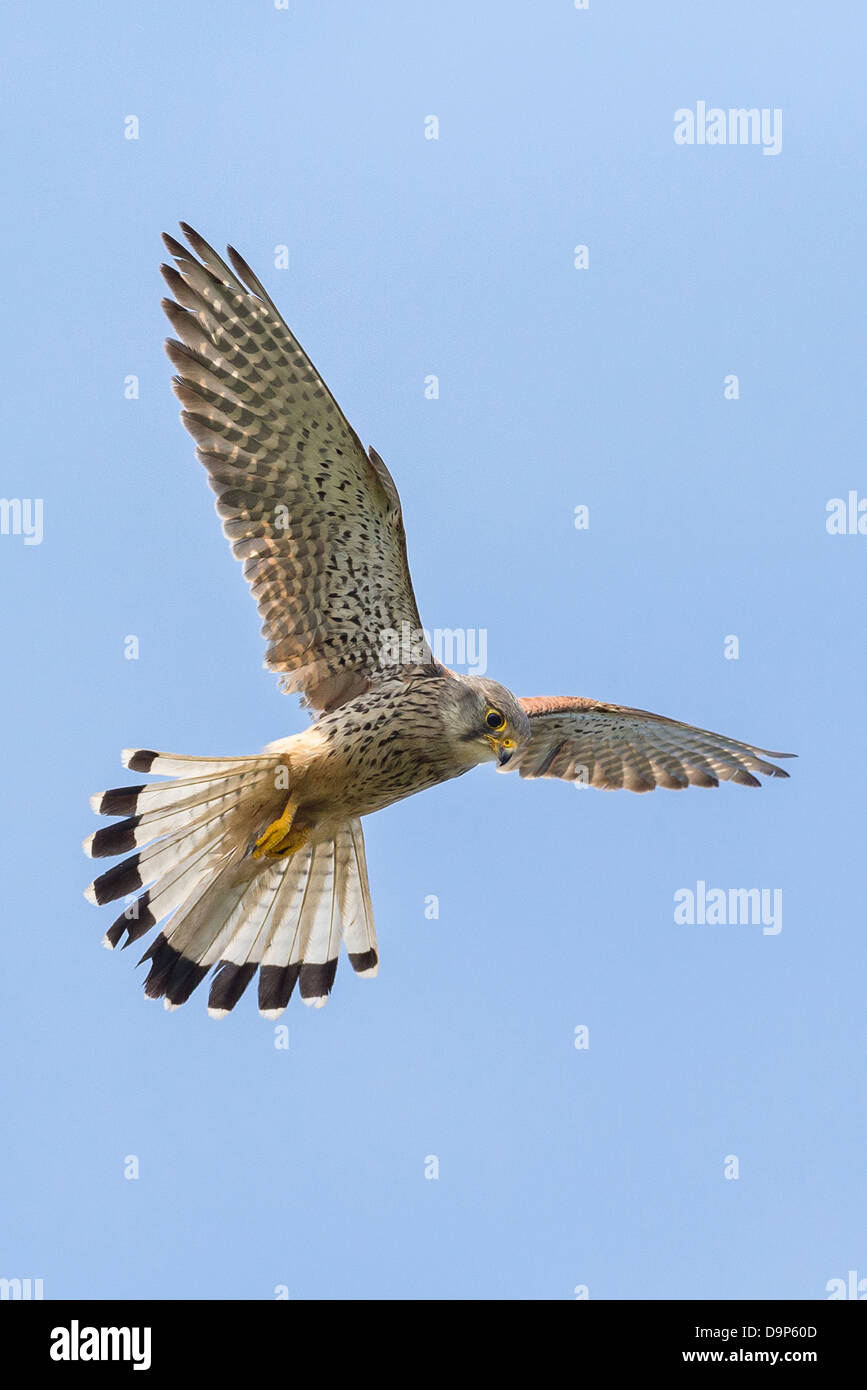 Ein männlicher Turmfalke (Falco Tinnunculus) schwebt im Flug gegen perfekten blauen Himmel in Pembrokeshire Stockfoto