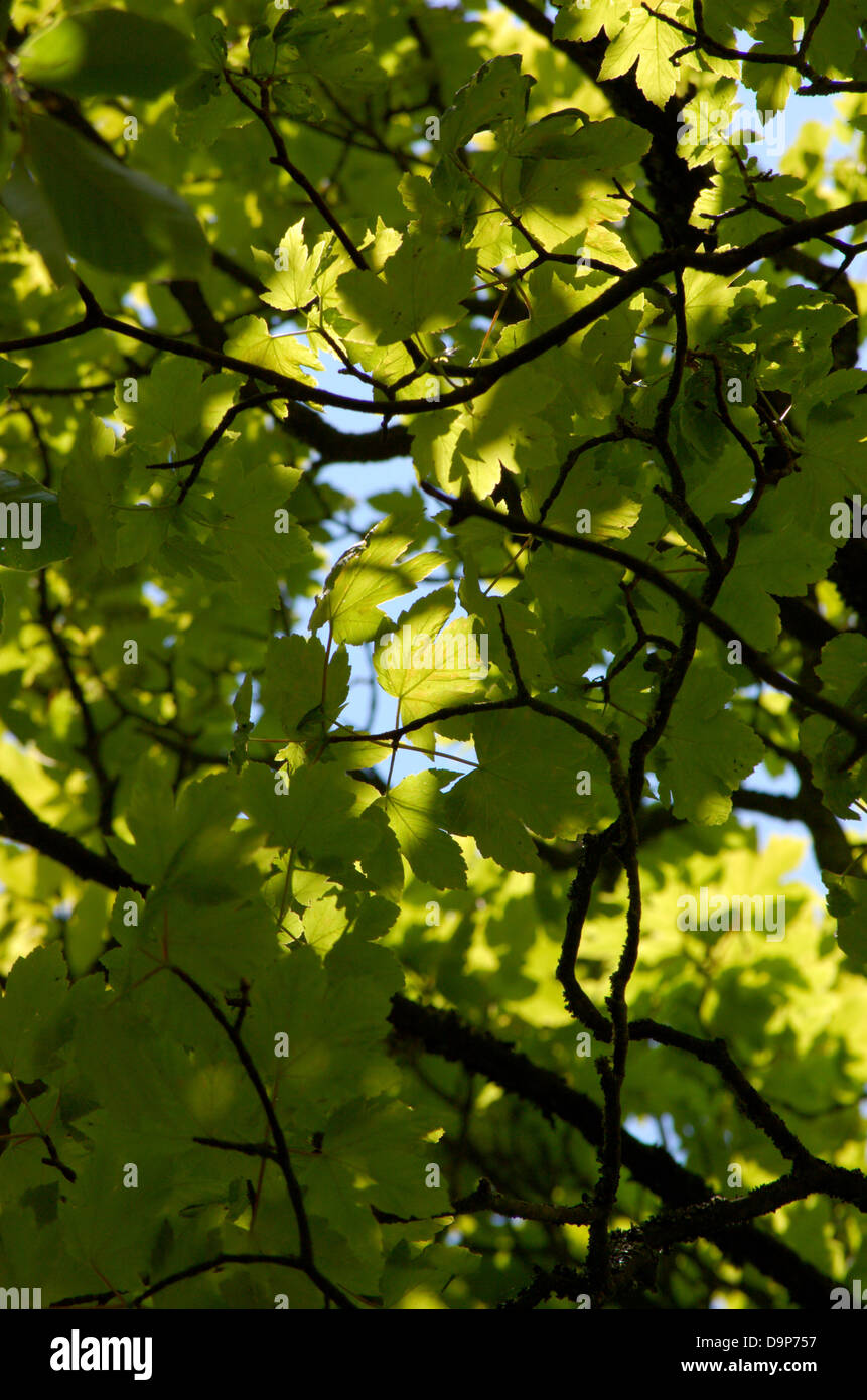 Schattigen Platane im Hogganfield Park in Glasgow, Schottland Stockfoto