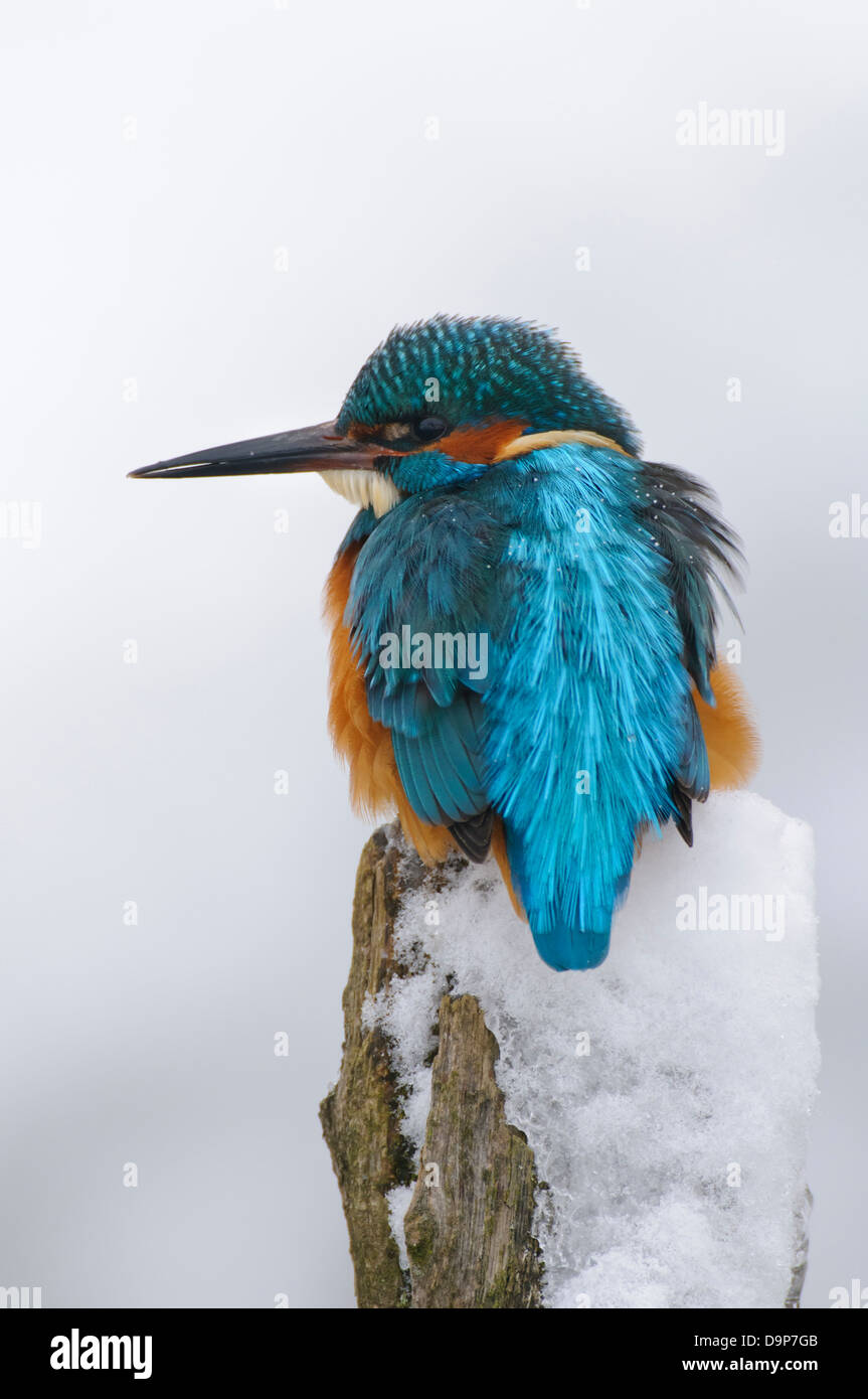 Alcedo Atthis, Eisvogel, Eisvogel, Winter Stockfoto