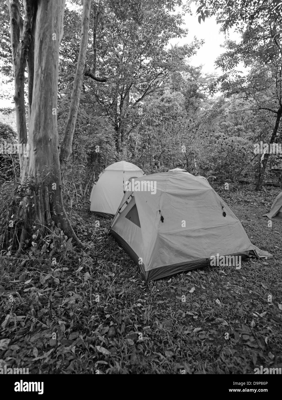 Schwarz / weiß-Zelten auf Campingplätzen in Wäldern Stockfoto