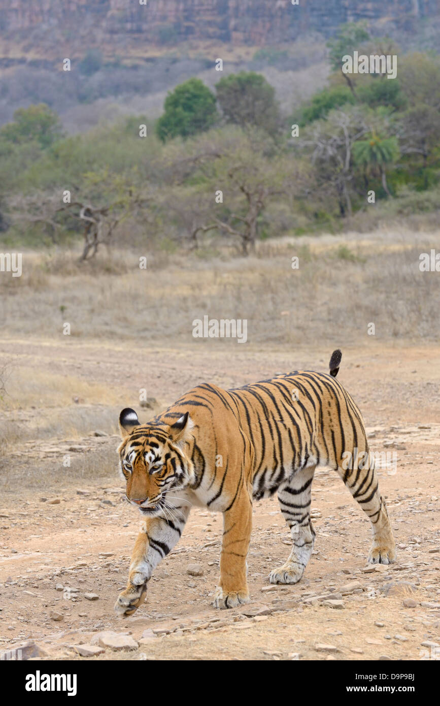 Seitenansicht eines wilden Bengal Tigers Wandern in Ranthambore Nationalpark Stockfoto