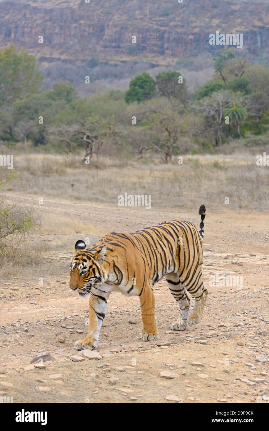 Seitenansicht eines wilden Bengal Tigers Wandern in Ranthambore Nationalpark Stockfoto