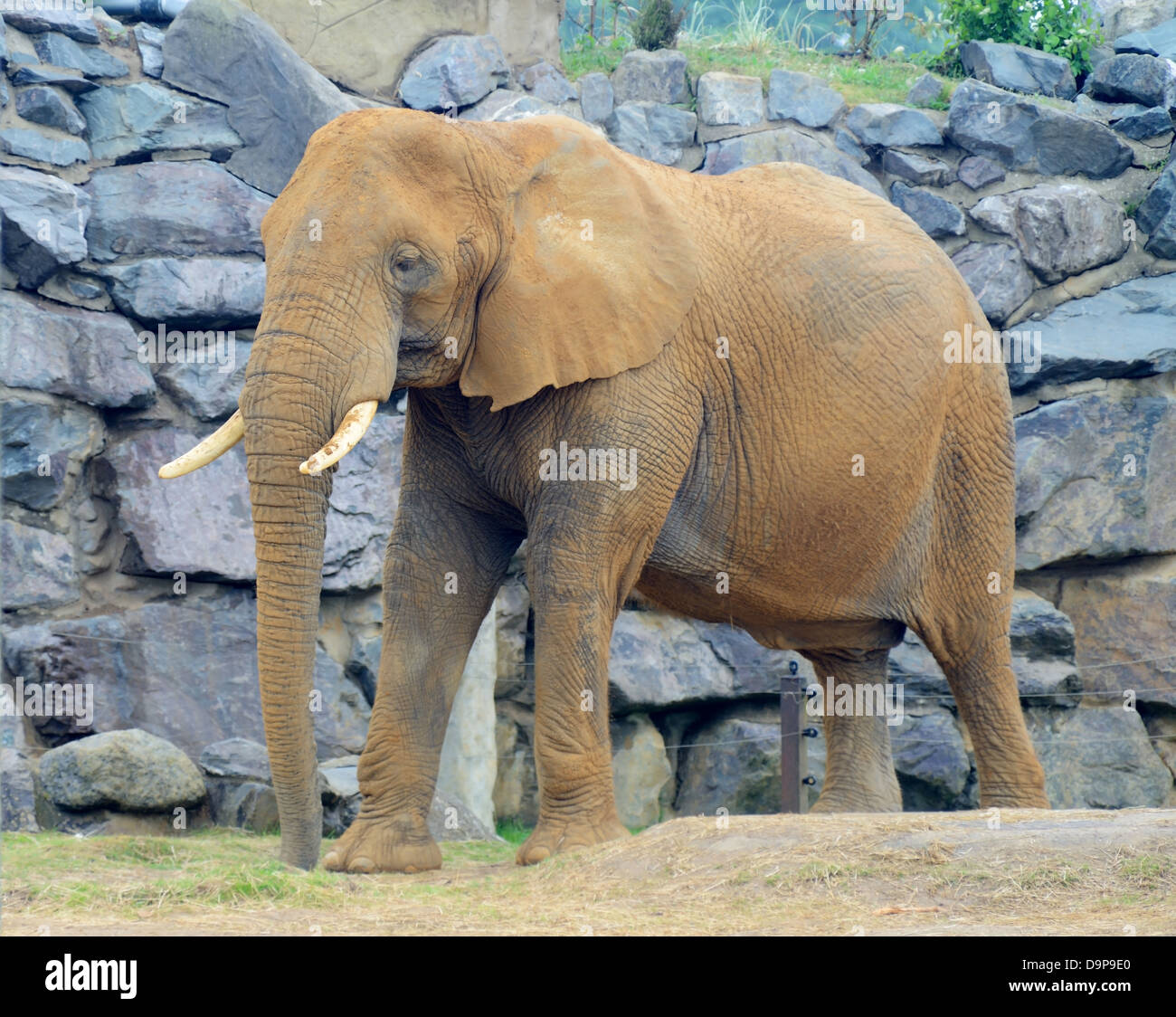 Schmutzige Elefant bedeckt in braunen Dreck und Schlamm Stockfoto
