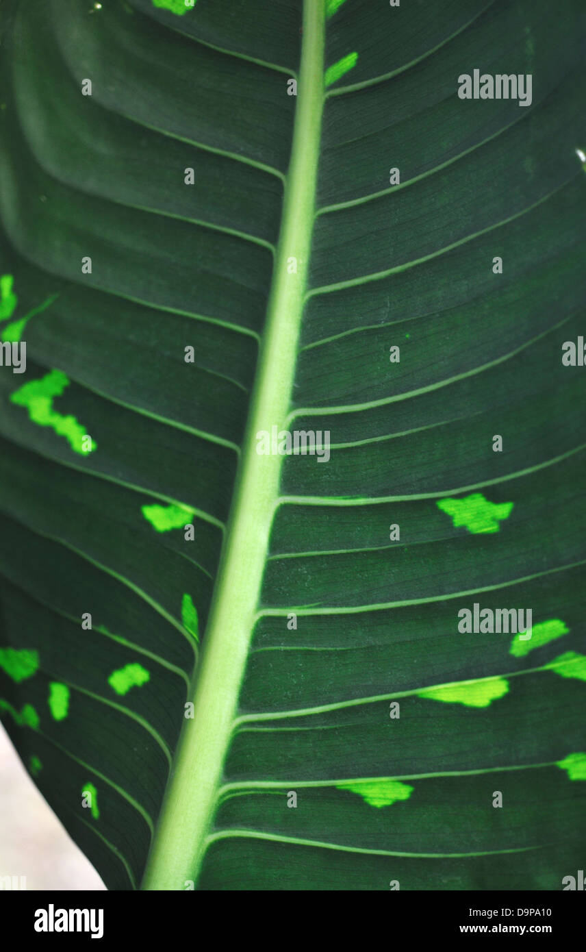 Grüne Blatt einer Pflanze Stockfoto