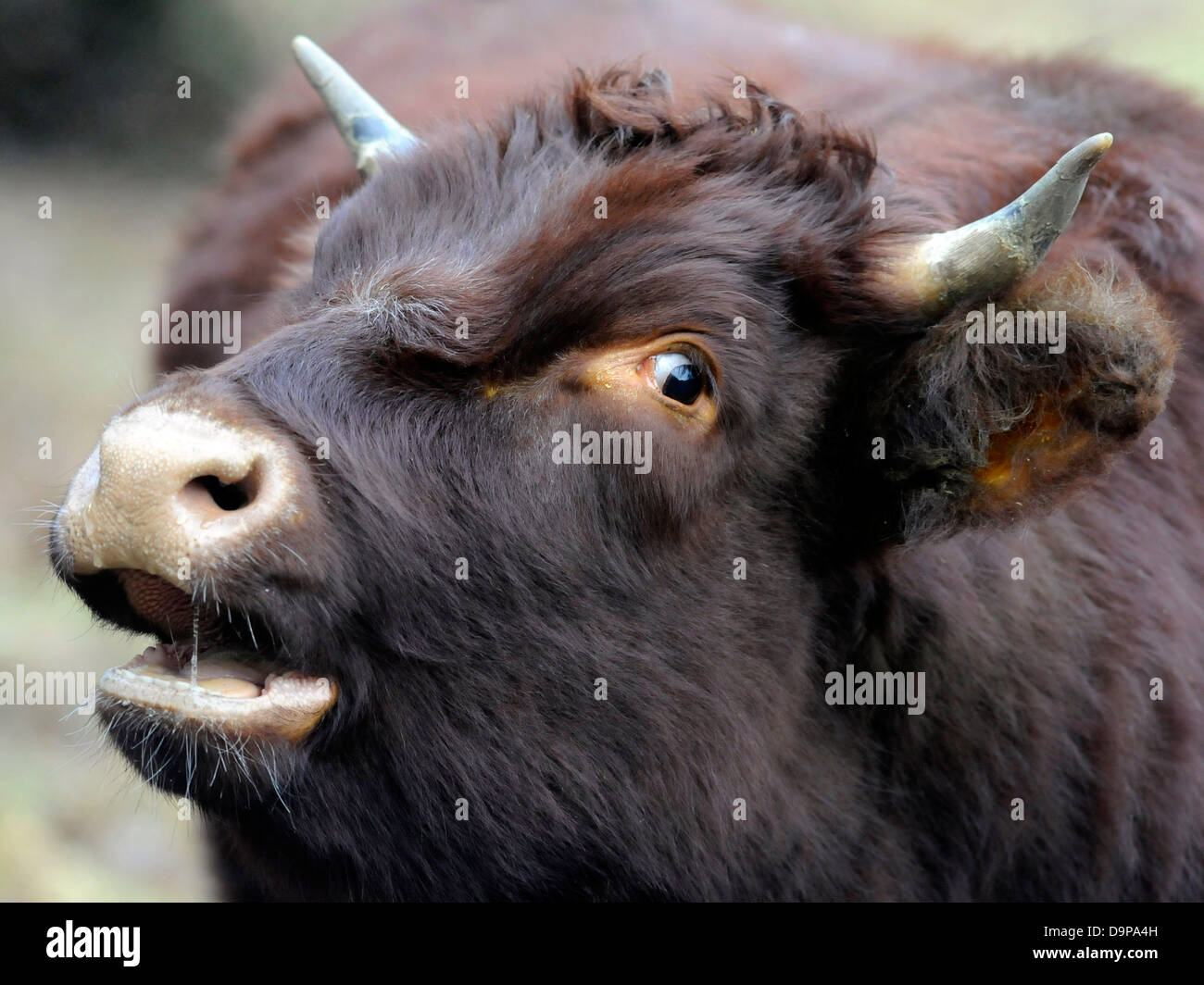 Ein junger Stier, der beunruhigt und verängstigt ist. Stockfoto