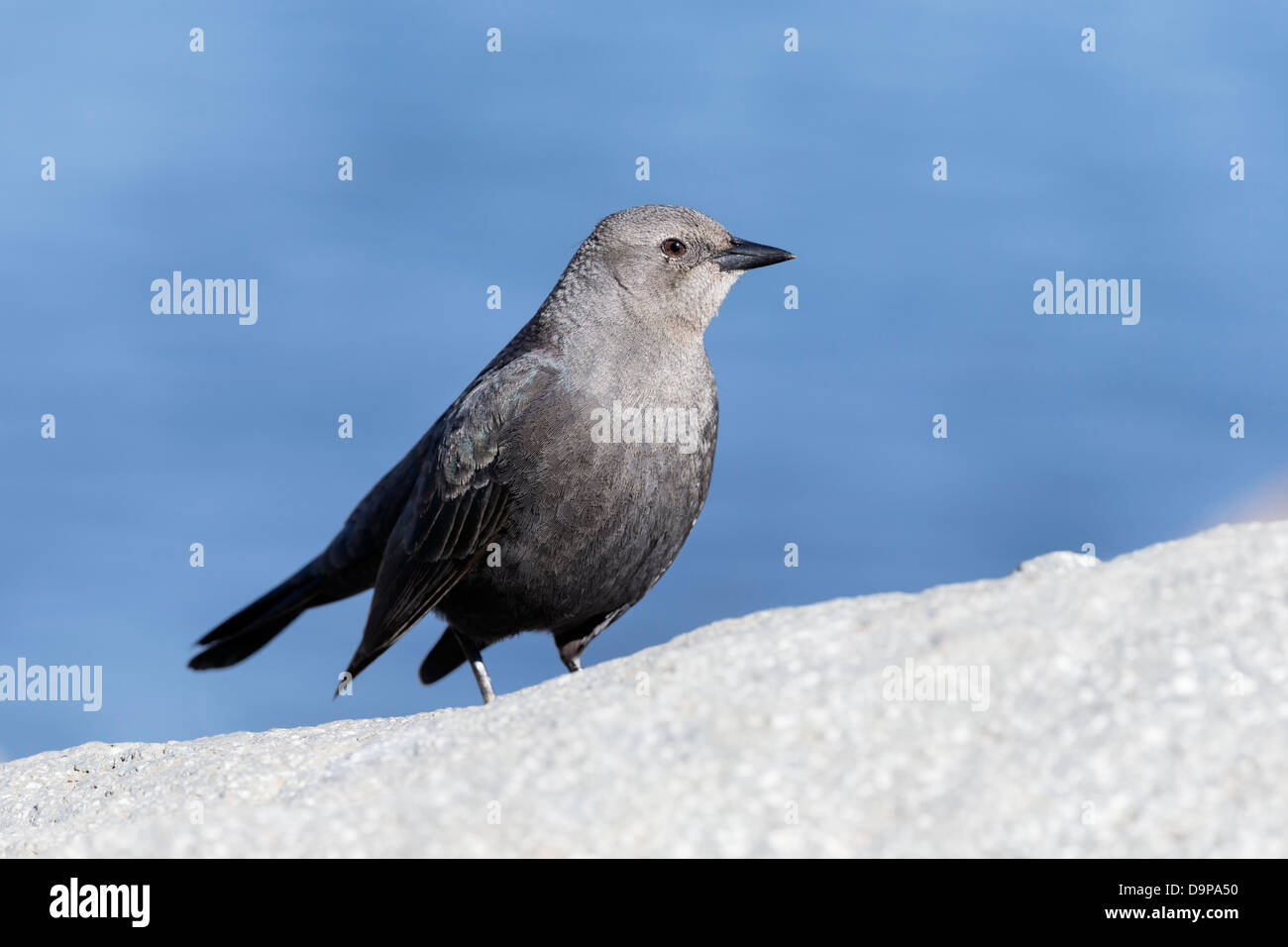 Brewer es Blackbird Stockfoto