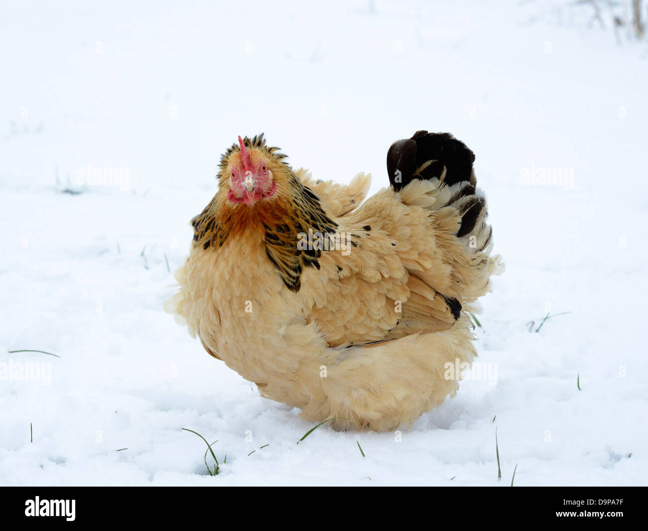 Eine kalte Huhn Freilandhaltung im Schnee. Stockfoto