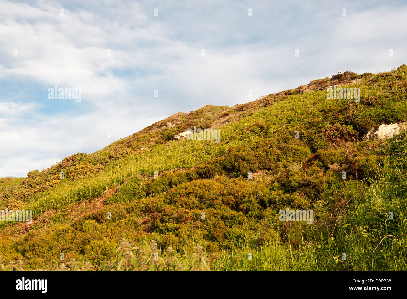Howth - wilde Hügel Stockfoto