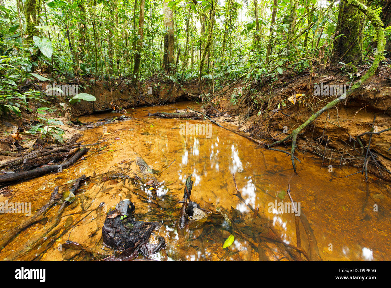 Bach schlängelt sich durch tropischen Tieflandregenwald in den ecuadorianischen Amazonas Stockfoto