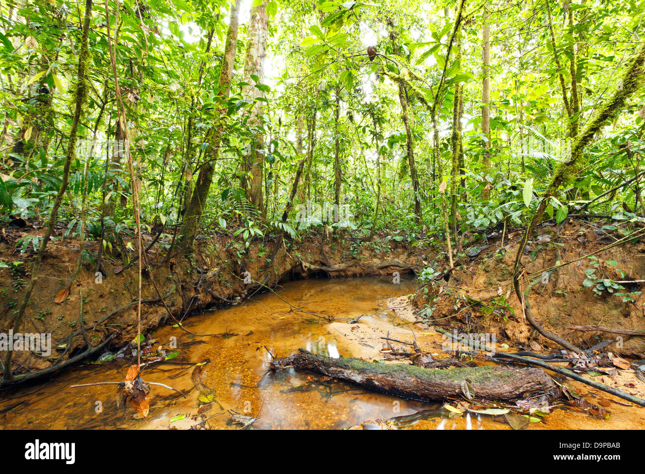 Bach schlängelt sich durch tropischen Tieflandregenwald in den ecuadorianischen Amazonas Stockfoto